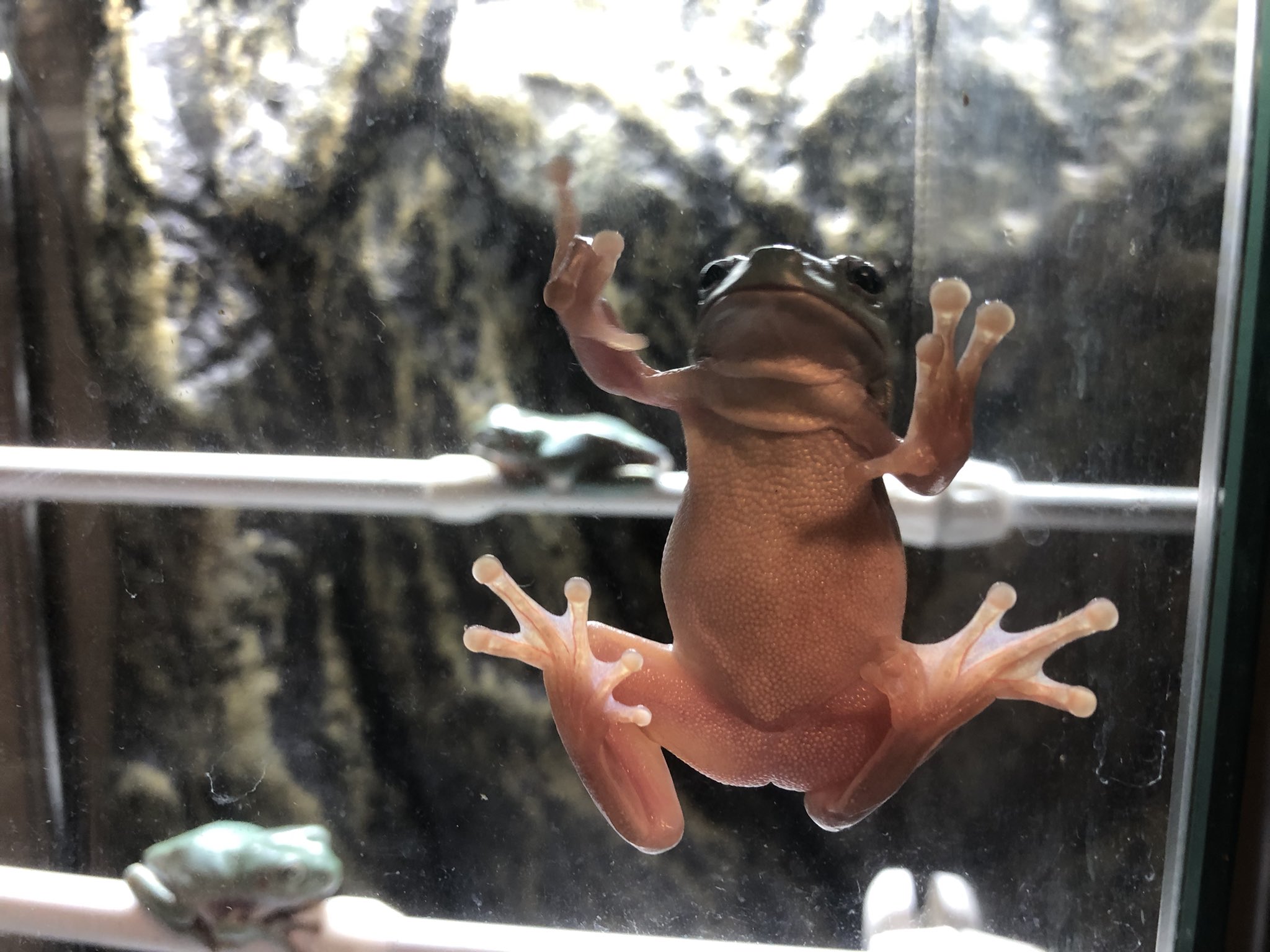 カエル飼育初心者代表 Closeupanimal Twitter