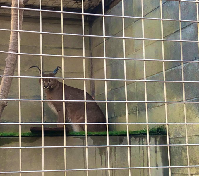 MihiroのTwitter画像16