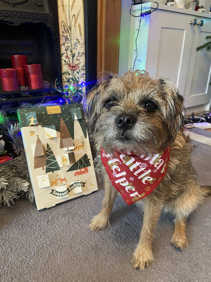 RonnieRubyElsa's tweet image. Loves his @ButternutBox advent calendar! 😻❤️