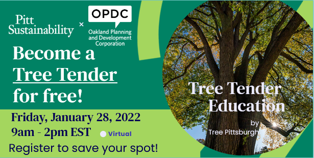 SustainablePitt's tweet photo. Love trees? Want to help support Oakland's street trees? We want you to also! @PittTweet employees & students can become a #TreeTender at no cost in January! Virtual & asynchronous learning opps. Register: https://t.co/QM2ouccuZ9
Details below. (1/2) https://t.co/pVgJfsdo7L