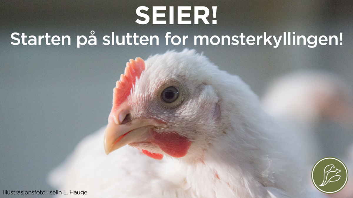 dyrevern's tweet photo. GJENNOMBRUDD! 🐥
@norgesgruppen skal innføre kylling som vokser saktere, fra sin produsent @Nortura_SA - som er størst i Norge på kylling.
#dyrevelferd #kylling #Ross308
https://t.co/bhqPSISFTn https://t.co/zgYAPryFp2