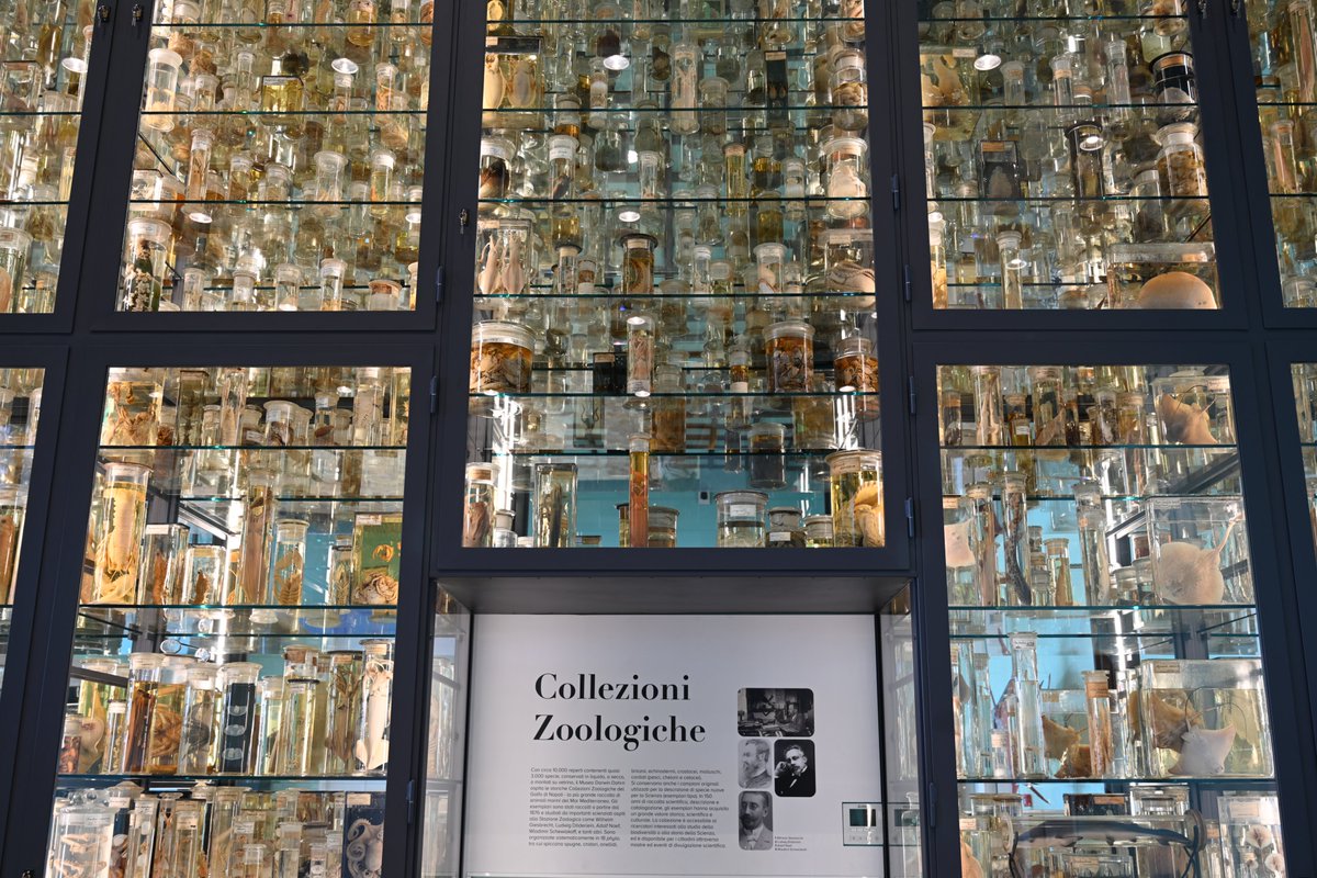 Radio3scienza's tweet photo. La fitta corrispondenza tra #AntonDohrn e #CharlesDarwin. Lo spettacolo delle collezioni dello "scugnizzo" Salvatore Lo Bianco. Un viaggio subacqueo attraverso la lente dell'evoluzione.
A Napoli è nato un museo! Si chiama #DaDoM: oggi ci siamo andati https://t.co/tcIOs2RAux https://t.co/niX2ZjAIbv