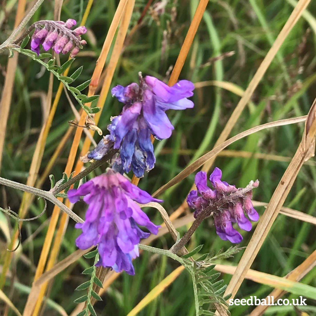 seed_ball's tweet photo. Did you know members of the pea family such as vetch add nutrients to the soil. Tufted vetch is a native wildflower that does this and its seed heads are loved by birds, find it is in our Bird Mix seed balls.
https://t.co/pwcxGJVRjM
#TuftedVetch #Viciacracca https://t.co/eEKyw4DQNV