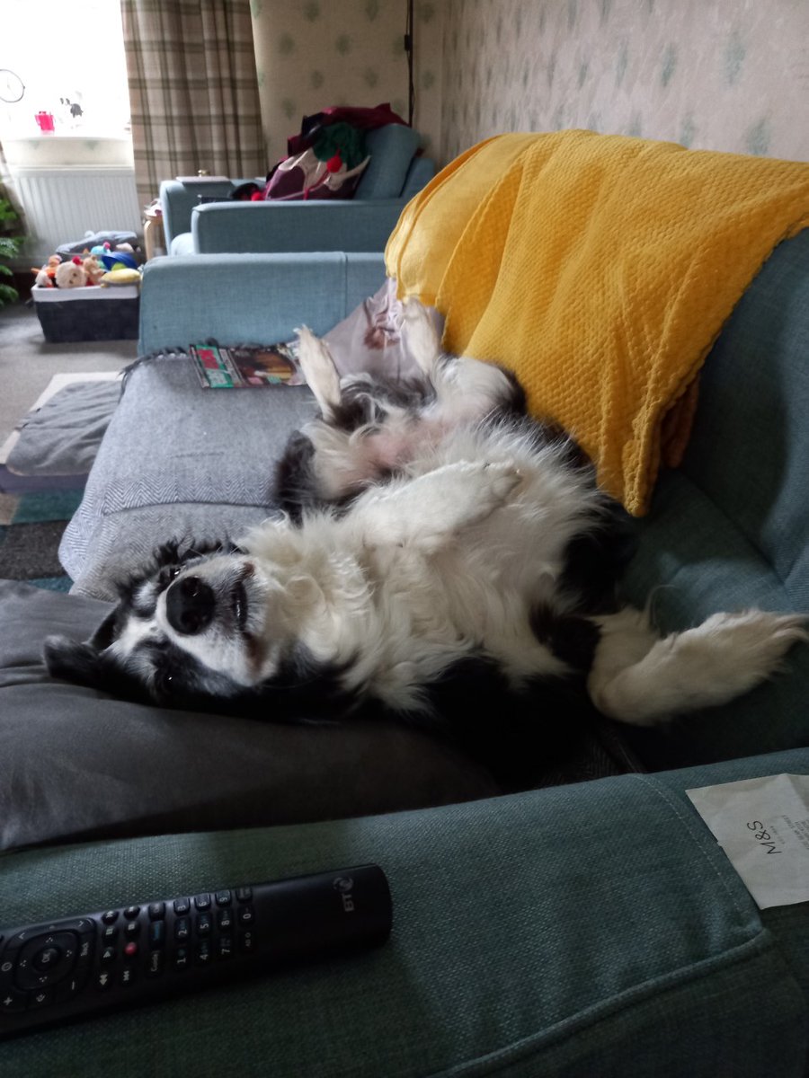 I like my Collie Comforts