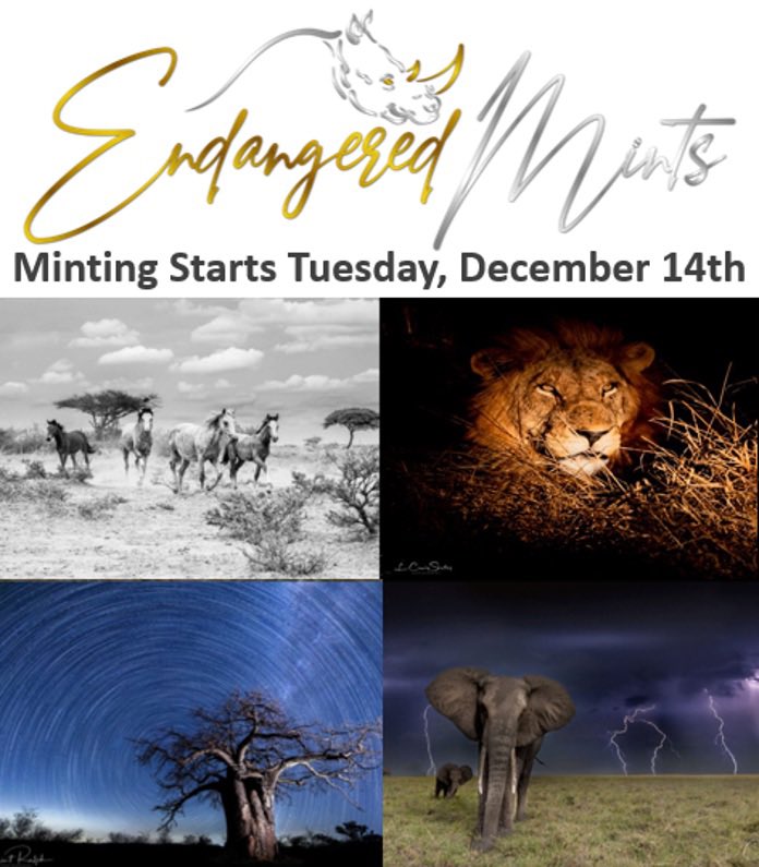 EndangeredMints's tweet photo. Minting on both #Ethereum and #Cardano can be done from our website https://t.co/66KKg4qpdM https://t.co/TILOPbFU7p