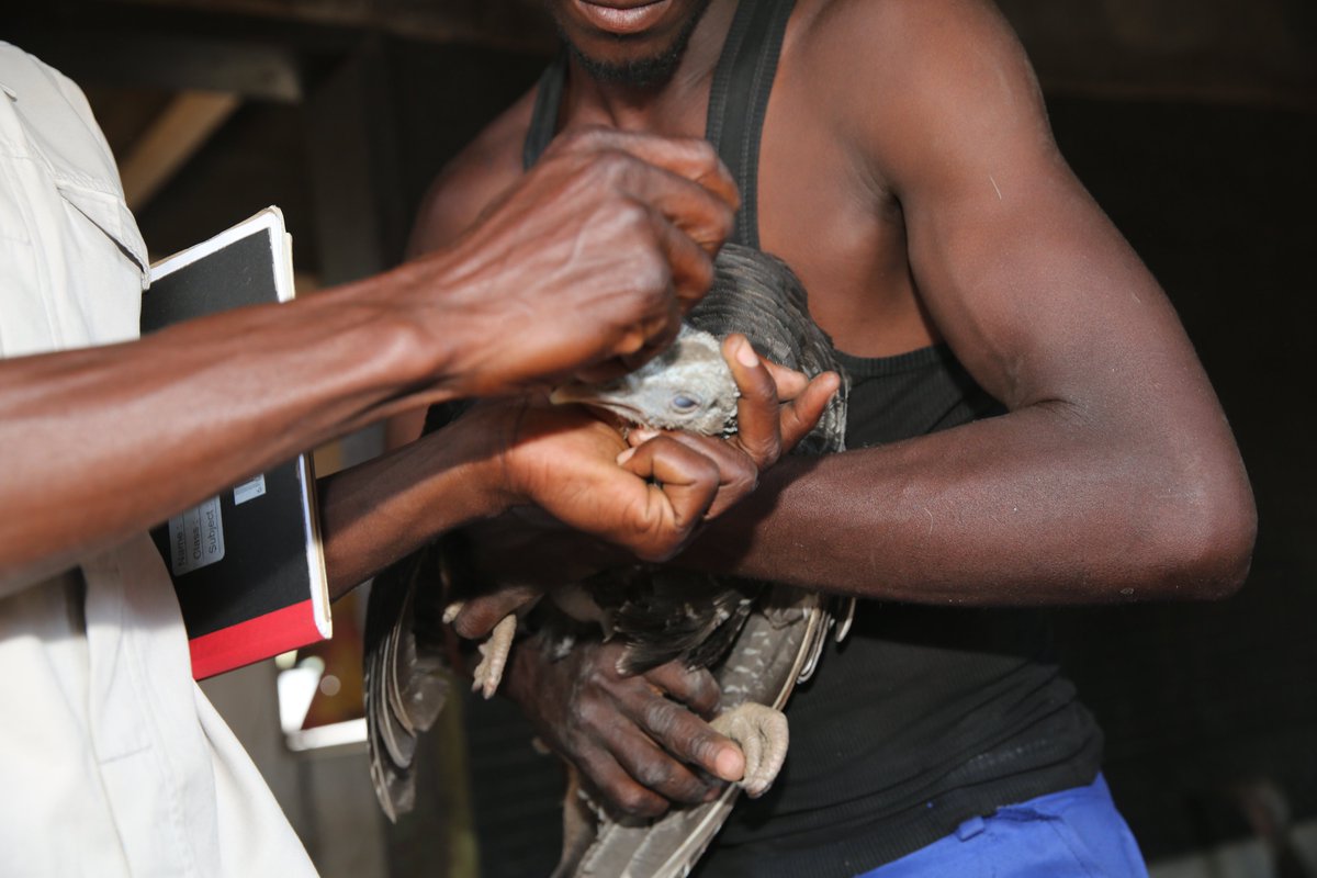 Chickens are a key source of nutrition for rural Zimbabwean communities. To help farmers affected by Cyclone Idai raise sustainable chicken flocks as a consistent food source, FAO under the <a href="/ZIRP_Zimbabwe/">The Zimbabwe Idai Recovery Project (ZIRP)</a> project vaccinated 2.1 million birds against New Castle Disease. <a href="/WorldBank/">WorldBank</a>