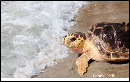 ntbnc.org/post/notificat…