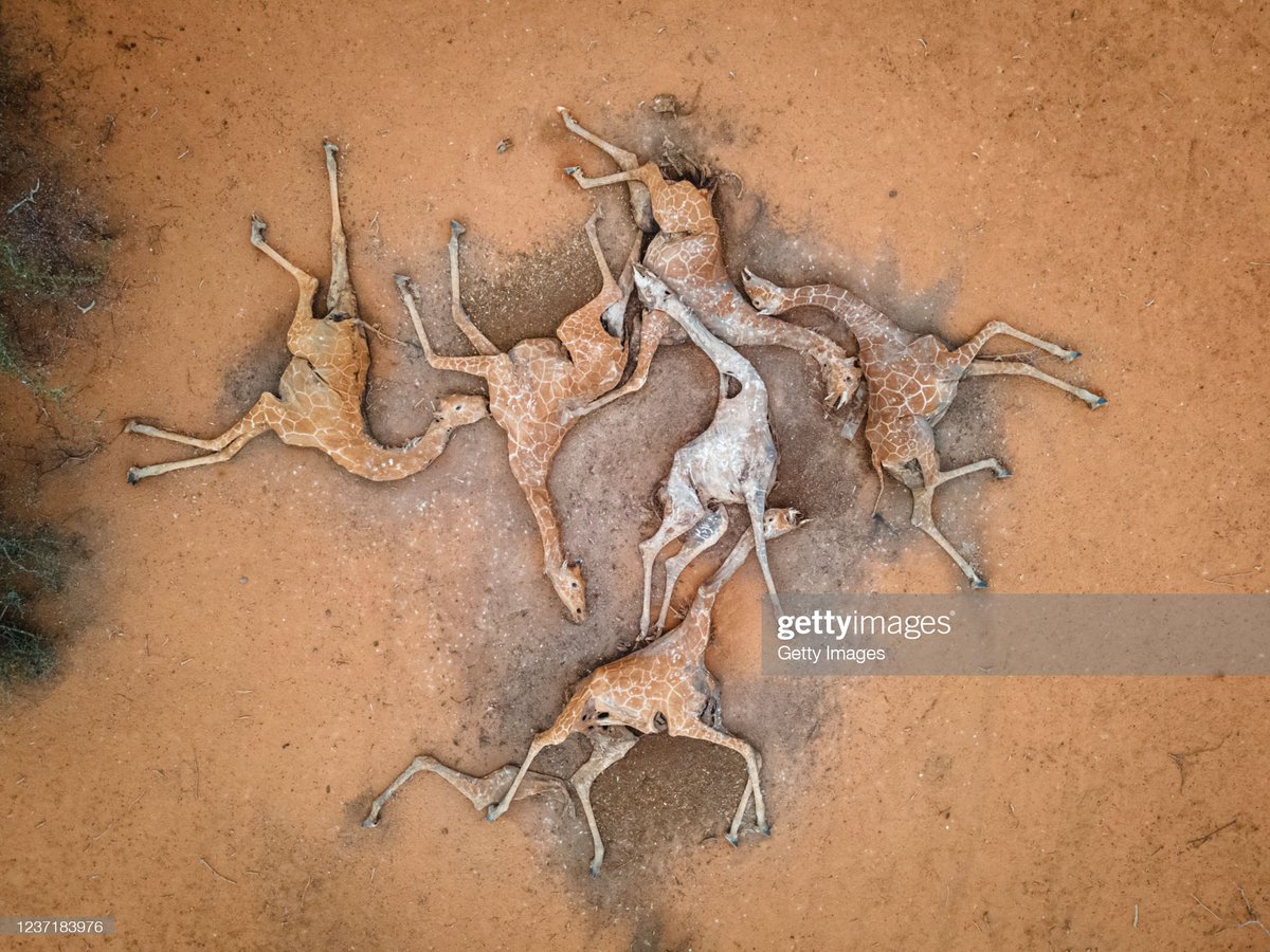 Qué locura de foto. Imagen aérea de seis jirafas muertas en la reserva natural de Sabuli, en Kenia, azotada por una grave sequía. Los animales, debilitados por la falta de agua y comida, quedaron atrapados en el fango al intentar beber de una charca casi seca.
Autor: <a href="/EdR4m/">Ed Ram</a>