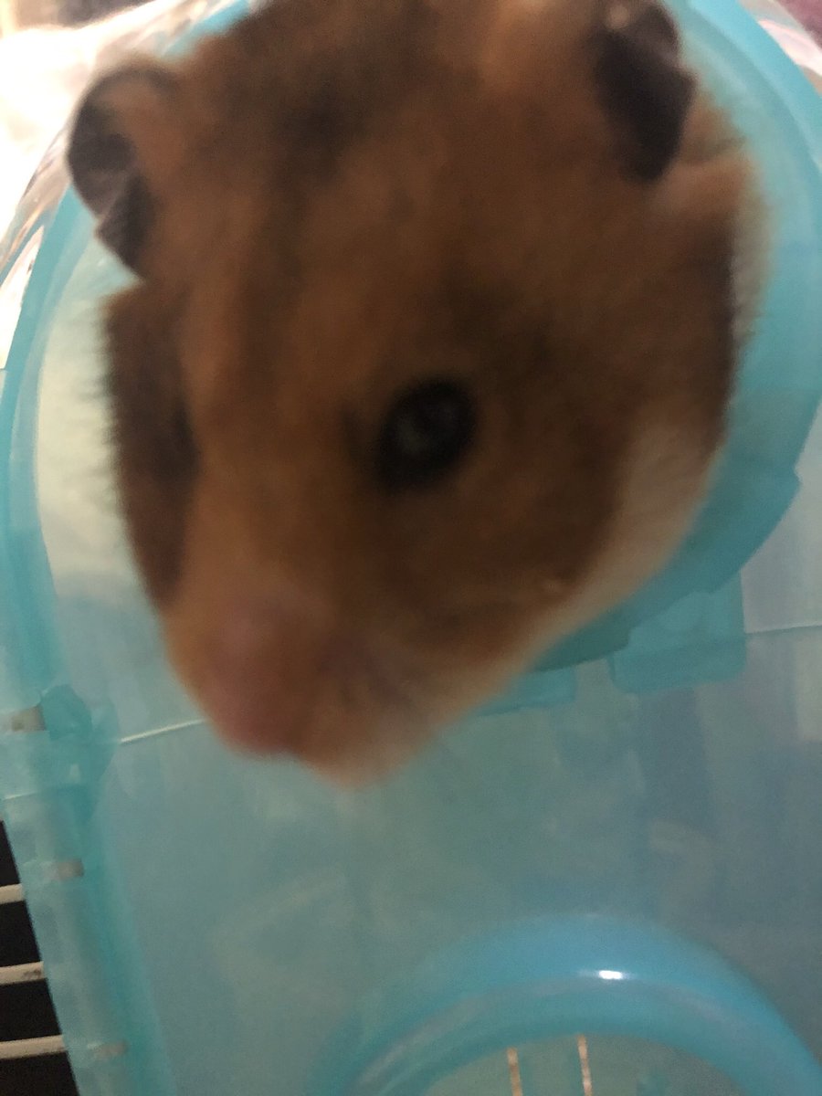 baikinman_0804's tweet photo. 2020.2.19~2021.2.13
21時58分おもちゃんネズミーランドに旅立ちました。
可愛くて、雷斗の面影があって時にはみたらし団子に見えていた♡愛して、ハムケツがたまらんくて娘が愛おしい！訳ありで買ったおもちゃん毎日のようにおもちゃんのところに行っては遊んで、抱っこして可愛がっての繰り返し！ https://t.co/icZ13NKJYM