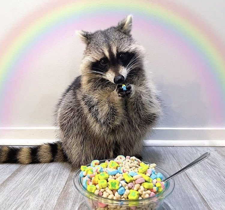 raccoonhourly's tweet photo. https://t.co/vqgaseq3zf