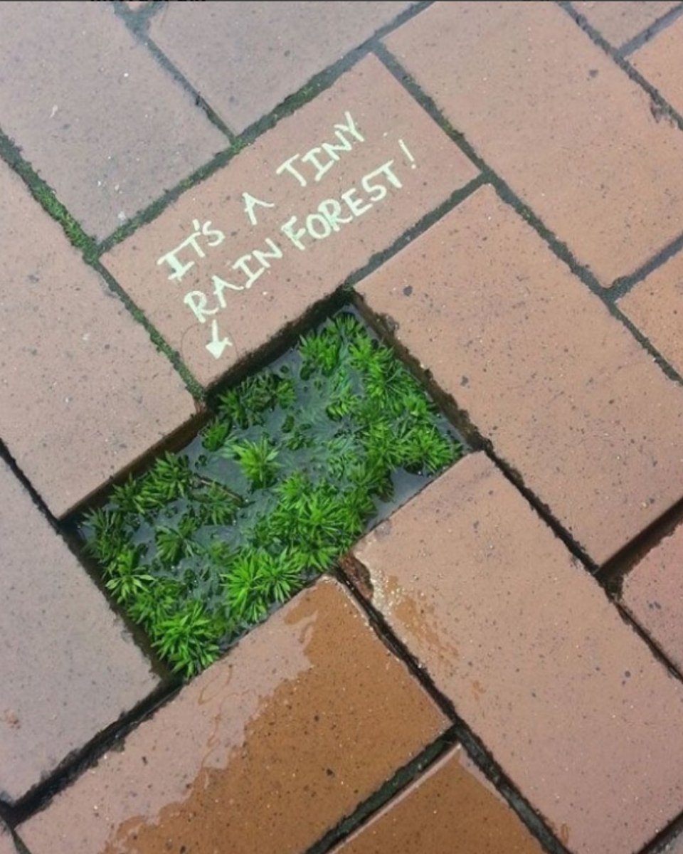 6 steps you can take to help save the world's rainforests:

• Reduce your paper and wood consumption. 
• Reduce your oil consumption
• Say no to single-use plastic
• Hold businesses accountable
• Invest in rainforest communities
• Support Rainforest Action Network