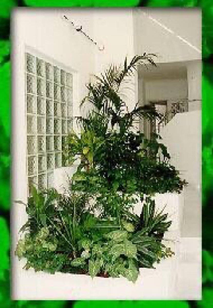 أهمية النباتات الداخلية
🪴🪴
أهمية النباتات الداخلية لحياتنا: 
تنميةُ النباتاتِ الداخلية (نباتات الظل...