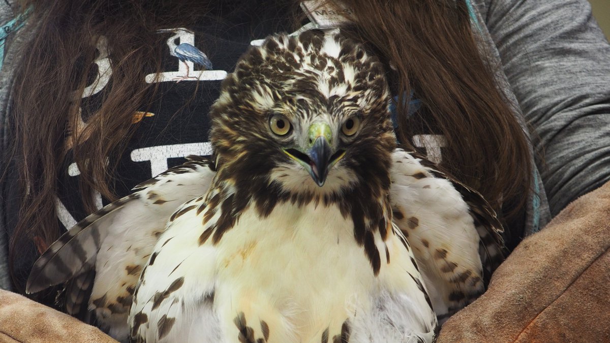 TWC_Wildlife's tweet photo. This young #RedTailedHawk didn’t get the best start in life when she collided with a window that was 27 storeys off the ground and landed on a balcony. AT TWC she was treated for head trauma, and is now being prepared for release in our outdoor aviary! https://t.co/L3h0uYH4Uy