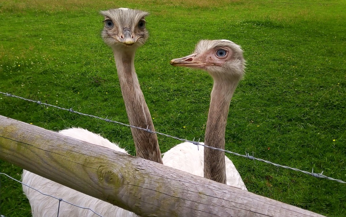somehappything's tweet image. Hi @brassjon Happy here - Joy's just given me the news that you're playing 'December' on your @RadioExileFM #MNRO show. That's great to hear - thank you. And the emus (or rheas) are very pleased too 🙂