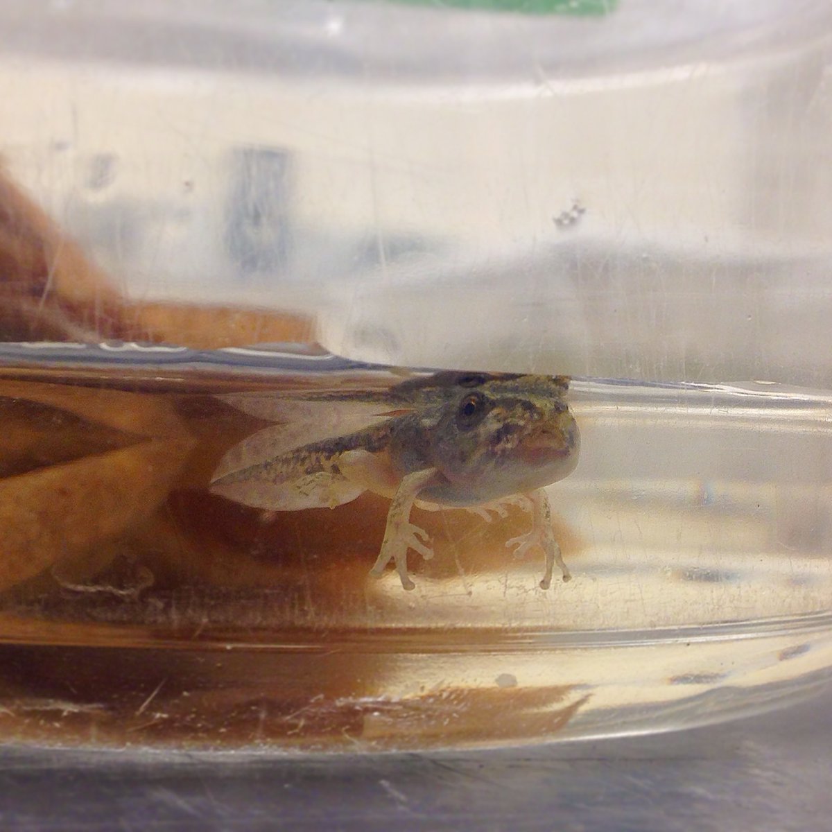 SarahKnutie's tweet photo. I have NEAT prelim data on how microbes mediate the early life effects of pesticides on later life 🐸 disease.

Interested in applying for a #postdoc fellowship (NSF/NIH) on this topic?

Experience w/non-model RNA-seq data?

Get in touch about applying together on the next apps! https://t.co/8g4AX95HXS