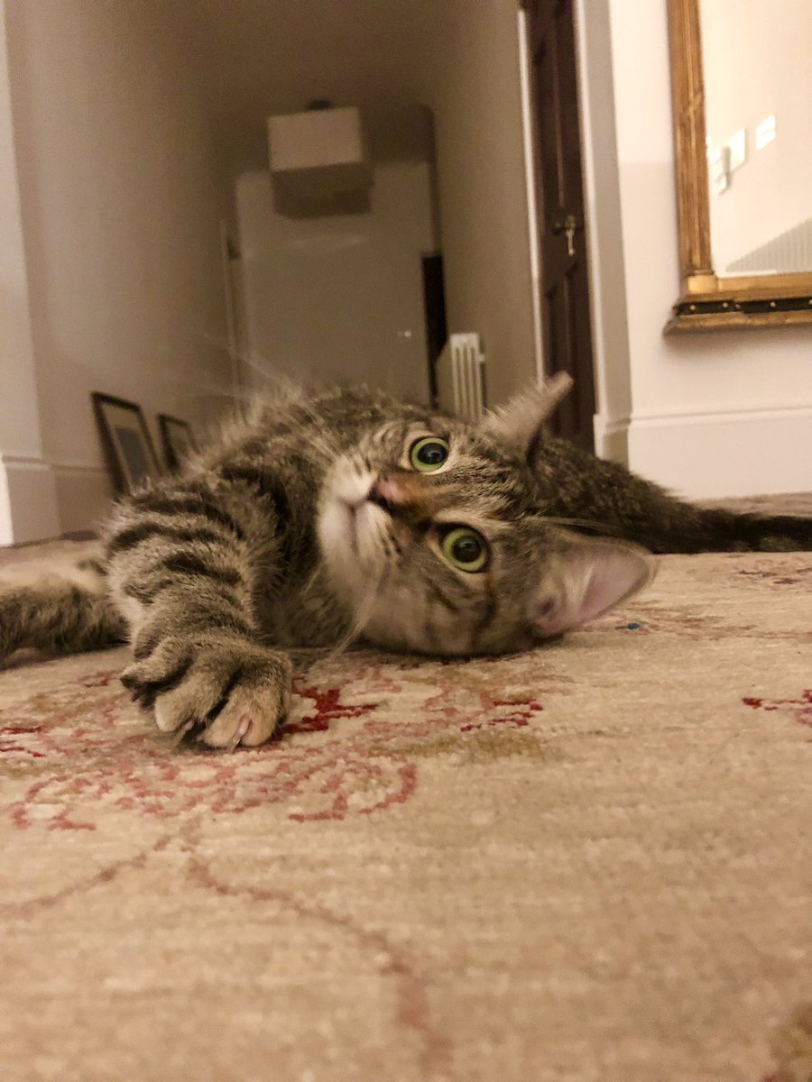 PickliciousF's tweet photo. Dear Diary, soon it will be my 2nd Christmas with my mama &amp; papa. I scarce believed that anyone would ever love me, a humble cat from sad beginnings. My heart is full. I’m expecting loads of presents, but Mama says people should donate to @FelineFriendsUK instead 😾#PicklesDiary https://t.co/MbfOZWjcaN