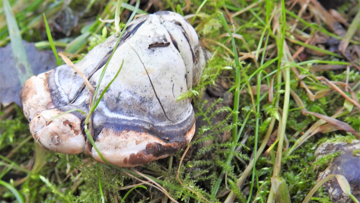 numenini's tweet photo. Foxed by these #BracketFungi at @_BTO Nunnery Lakes. Thought the upper was a young Ganoderma but pores don't look right. Maybe Willow Bracket (Phellinus igniarius)?
No idea about the lovely ones on the willow. Best guess Rigidoporus ulmarius
#Thetford #fungi #TreeFungi
2/3 https://t.co/cgI8AQFVyK