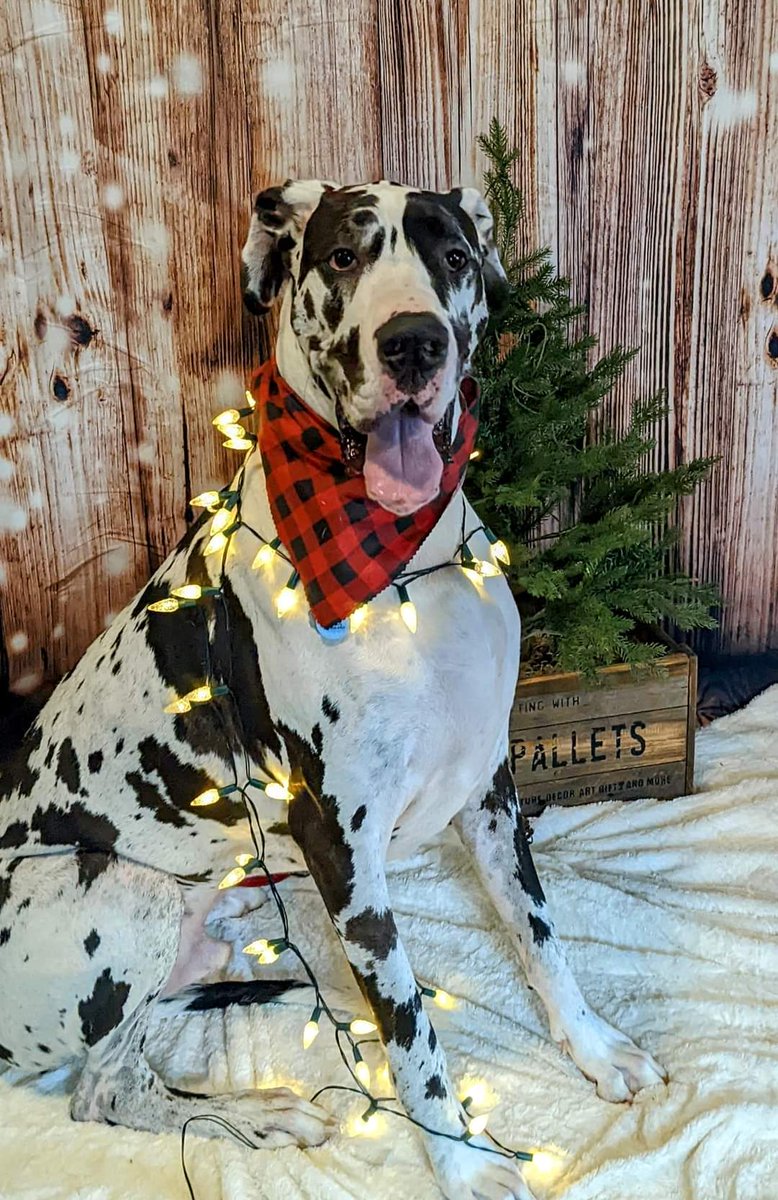 Since I didn't send Christmas cards out this year. Here is to wishing everyone a Merry Christmas.