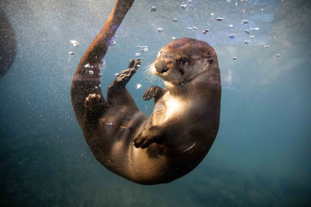 Buffalo Zoo tweet media