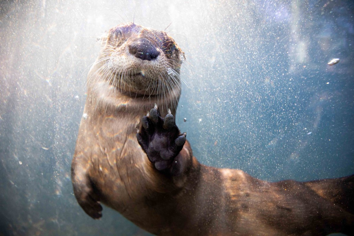 Buffalo Zoo tweet media