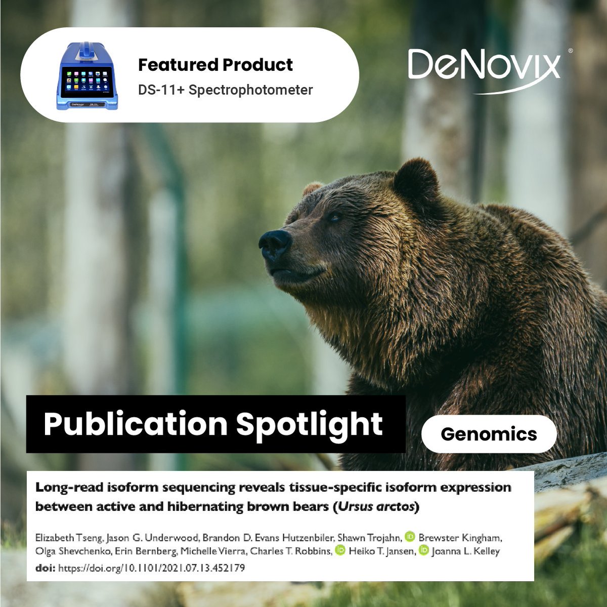 DeNovix's tweet photo. Check out this research from scientists at @wsusbs &amp; @UD_DNAcore on transcript-level changes in hibernating vs. active brown bears using @PacBio Iso-Seq! During library prep, #RNA sample purity was measured w/ a DeNovix DS-11+.

https://t.co/RyadzeePB7 #BrownBear #Hibernation https://t.co/Vp5GmsvqTj