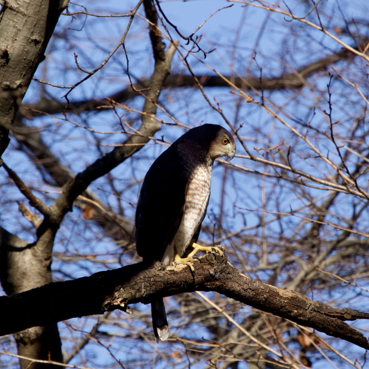 BirdsAndBinocs's tweet photo. When Sunday’s scaries become Monday’s realities…
We saw this #CoopersHawk divebomb some foraging sparrows moments before taking this photo… his cross expression tells you that he didn’t succeed. #birdcpp #NewYork #NewYorkWildlife #NYC #birdsofny #nybirding #Olympus #hawk https://t.co/0QH6oXSnJz