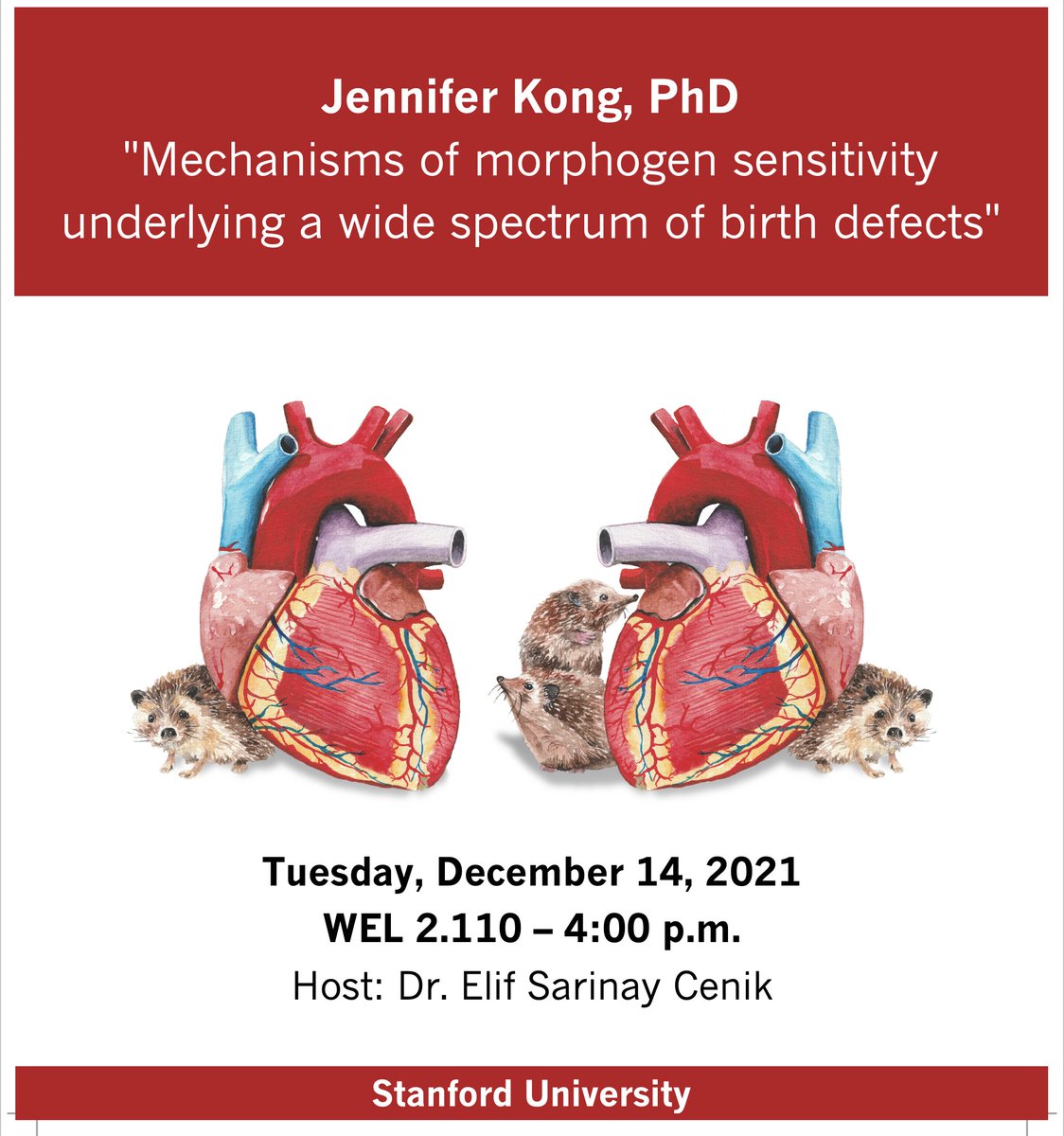 Seminar <a href="/ut_mbs/">Molecular Biosciences</a> tomorrow! 4pm Dec 14, WEL 2.110 (note the room). 
Dr. Jennifer Kong (Stanford)
"Mechanisms of morphogen sensitivity underlying a wide spectrum of birth defects" 🦔🐁🫀
Host: <a href="/SarinayElif/">Elif Sarinay Cenik</a>