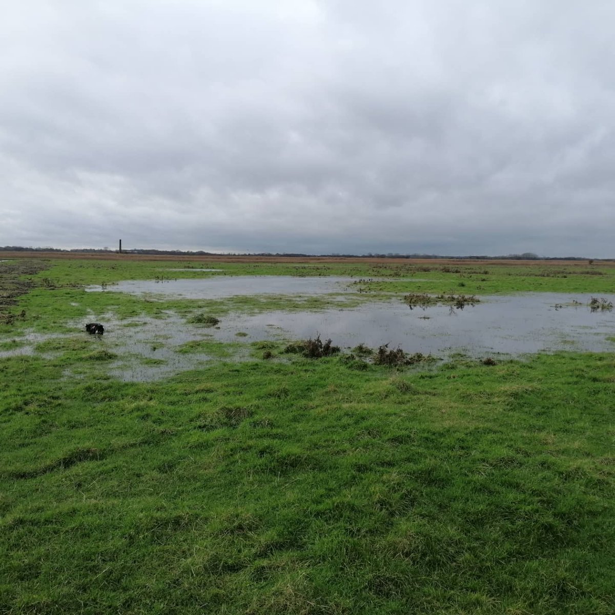 An afternoon of checking water levels on the marshes and making adjustments. We bring the water levels up in the winter to provide a habitat for wintering wildfowl and try to maintain this through the nesting season. #winteringwildfowl #marshland #herringfleet #somerleyton