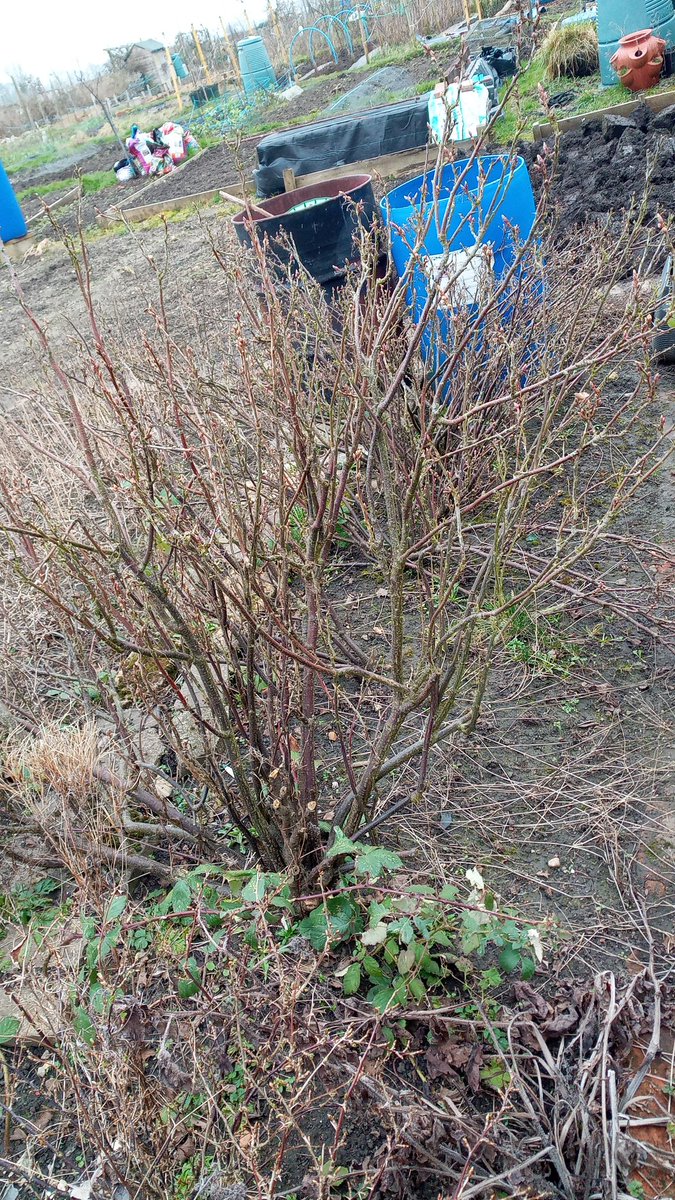 AllotmentPlot54's tweet photo. In February 2021 we took on our plot. 

It had sat unloved for a couple of years and was full of weeds, as many plots are when they change hands...but there was potential.

Some fruit bushes, a couple of rhubarb crowns &amp; a shed that hadn't completely fallen apart gave us a start https://t.co/x7Wi5nJgrC