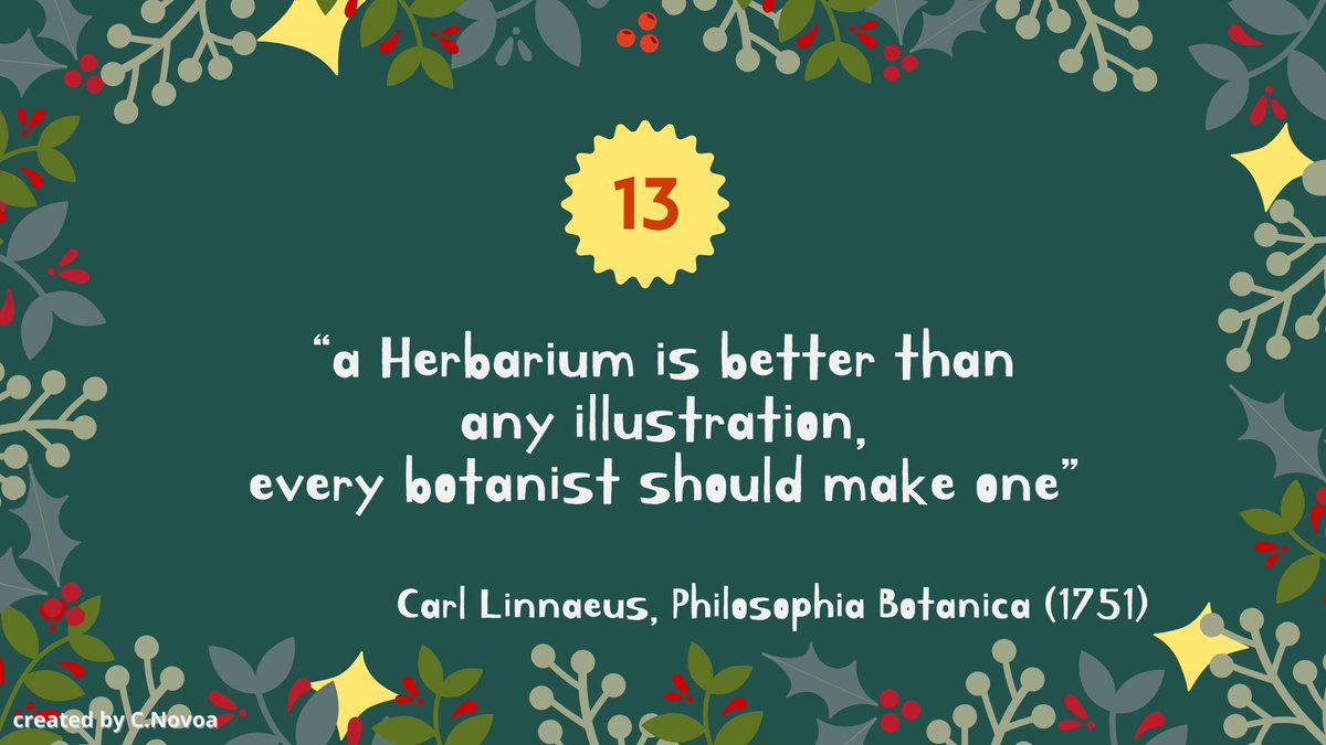 Novoa_Sp's tweet photo. Magical #Herbarium #AdventCalender, Day 13:
#BotanicalInspiration 💚 https://t.co/v5HfNZT6KH