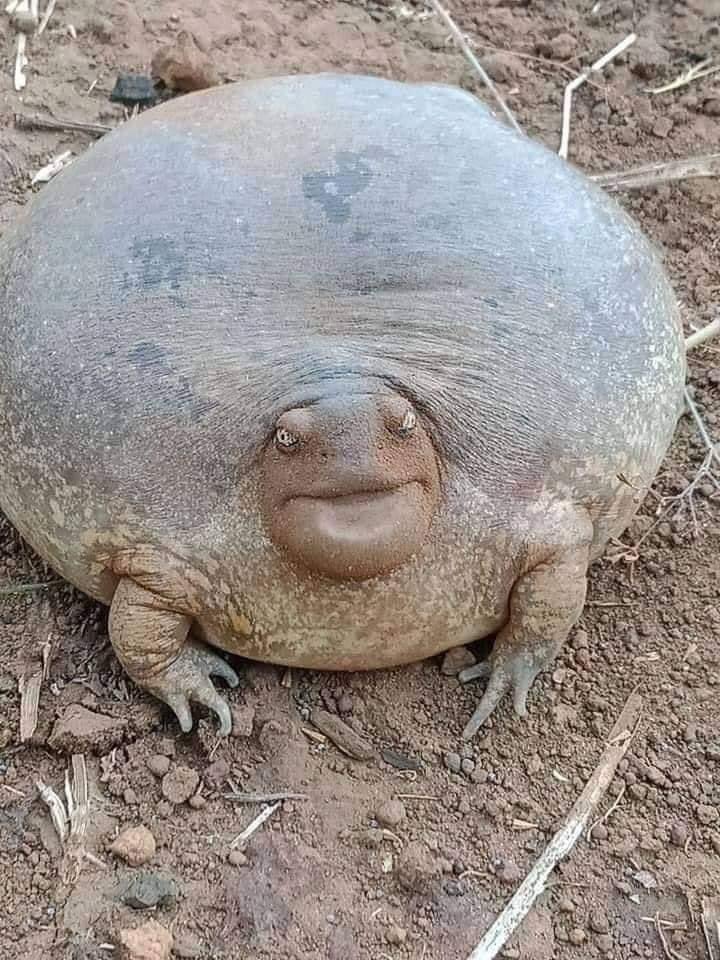 topanimalfacts's tweet photo. The Blunt-headed burrowing frog has requested you please stop greeting it with "Hey, Google..." https://t.co/hVWSgIHWpv