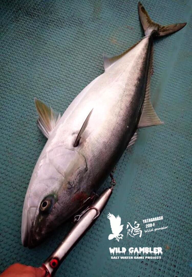 最大59%OFFクーポン 未使用 ワイルドギャンブラー 八咫烏 200F-90g