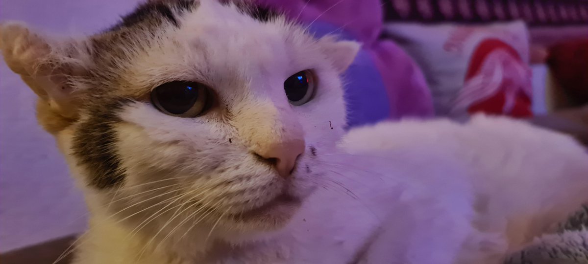 #pawcircle  RT <a href="/michaelscat2/">Michael's Cat</a>: May you Rest in Peace my little Sunshine 🥲 She died an hour ago, at home, purring and getting petted in her last hours. 12 Days short of getting 20 years old