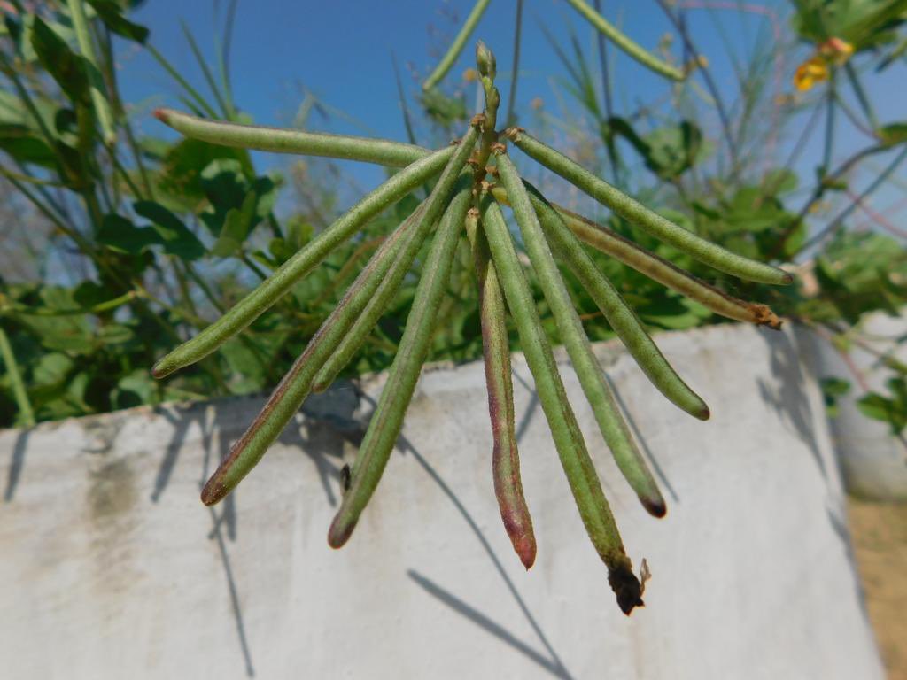INbpgr's tweet image. Can Vigna stipulacea, an #underutilized legume, address #micronutrient #malnutrition? @INbpgr researchers profile 99 #genebank accessions for iron, zinc, calcium, protein &amp;amp; phytate. Donors for  developing #biofortified Vigna cultivars identified. 
@icarindia @go_vegetables