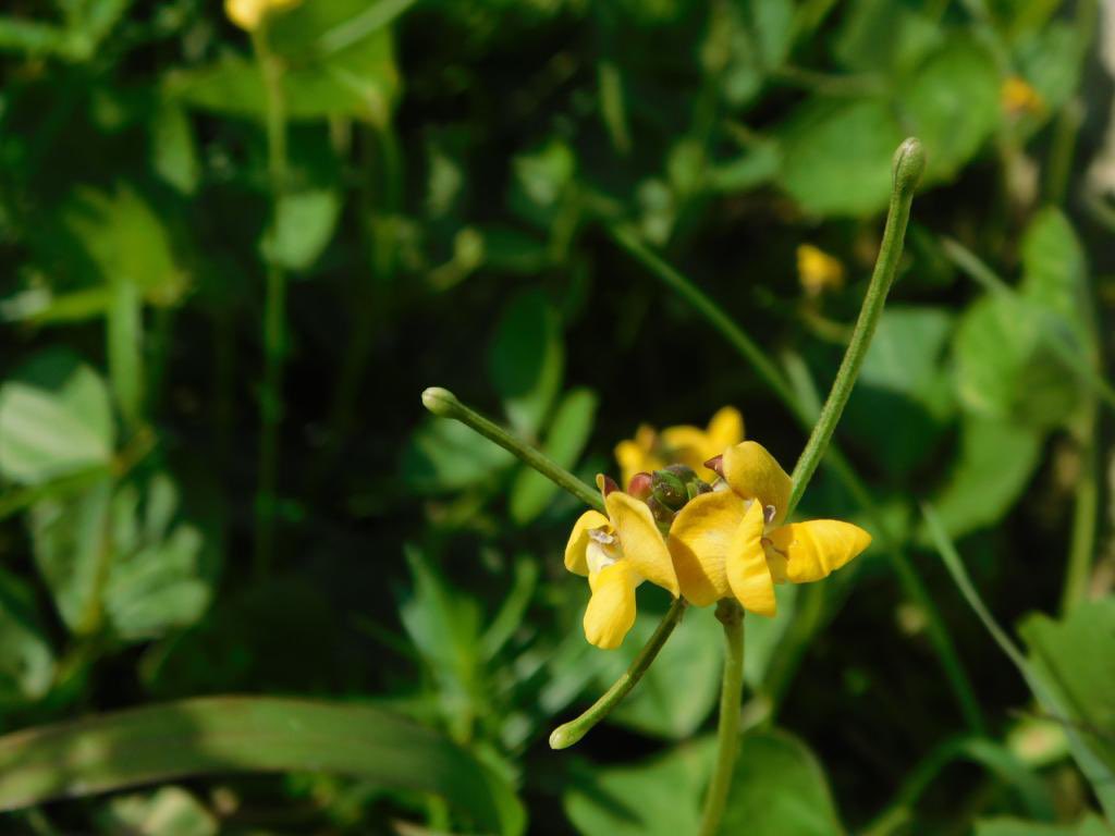 INbpgr's tweet image. Can Vigna stipulacea, an #underutilized legume, address #micronutrient #malnutrition? @INbpgr researchers profile 99 #genebank accessions for iron, zinc, calcium, protein &amp;amp; phytate. Donors for  developing #biofortified Vigna cultivars identified. 
@icarindia @go_vegetables