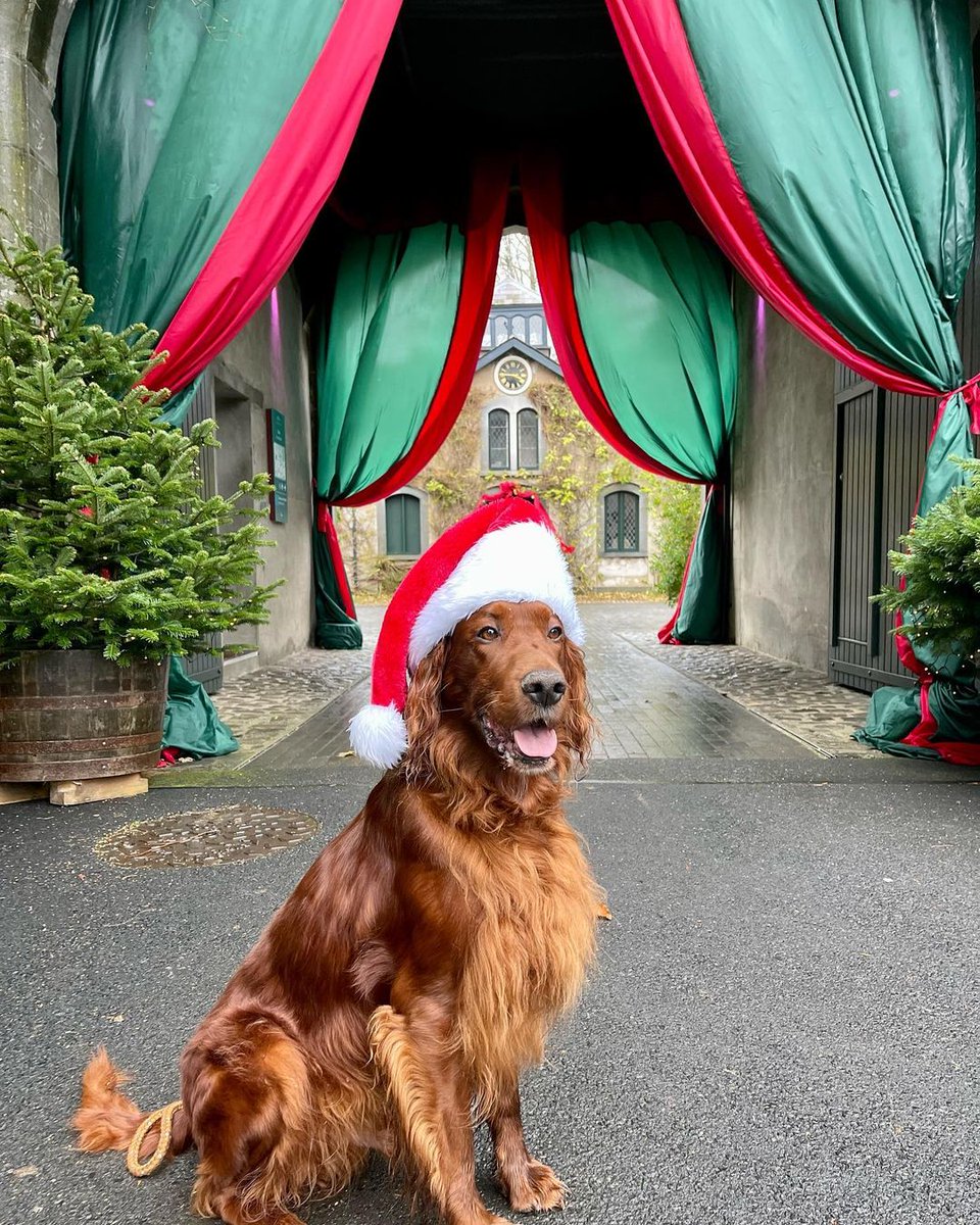 All dressed up for Santy 🐶🎅 via @dukeirishredsetter