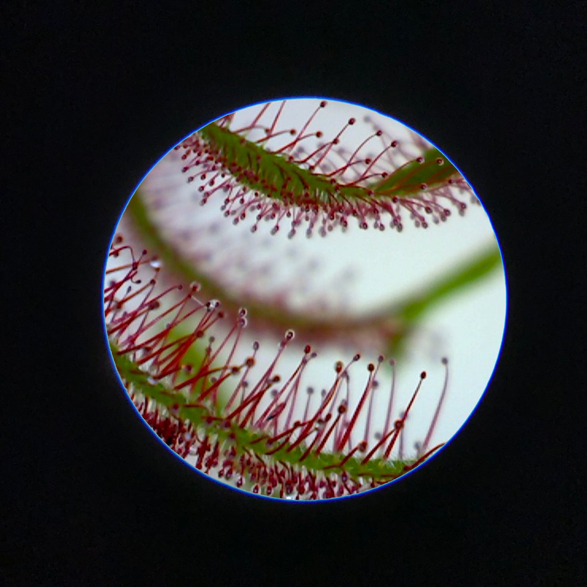 Have you checked out the Grobo Microscope? 

Our microscope is the easiest way to inspect your plants up close. You can easily inspect for pests, or check the ripeness of your cannabis to see when is the best time to harvest. This microscope can be used with or without a phone.