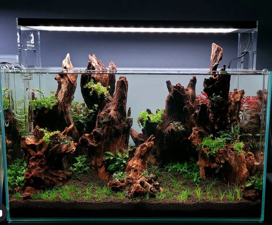 seachem's tweet image. This absolutely stunning scape is displayed at @horizonaquaticsuk and was aquascaped by our talent @navarroseachem (IG)