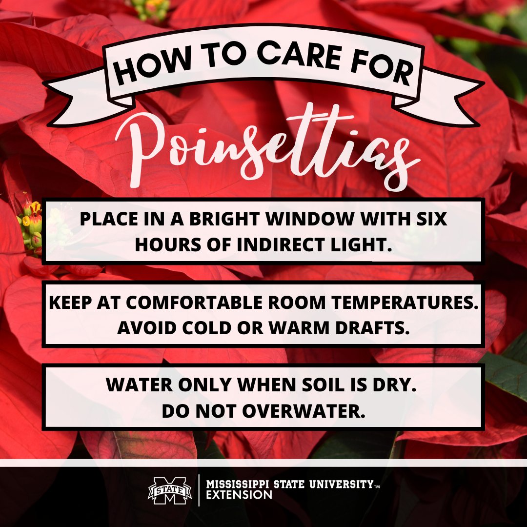 susan_csmith's tweet image. Poinsettias are fragile and finicky indoor plants, but they can add a bit of holiday cheer to any space with the right care! More on choosing and caring for them on the #ExtensionforRealLife blog: bit.ly/3EURACh #MSUext