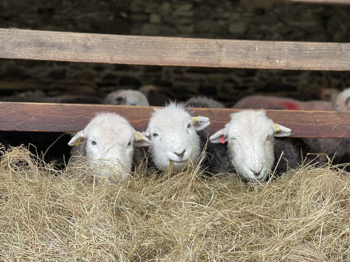 Keeping an eye on us working today 🐑#Herdwicks #LakeDistrict