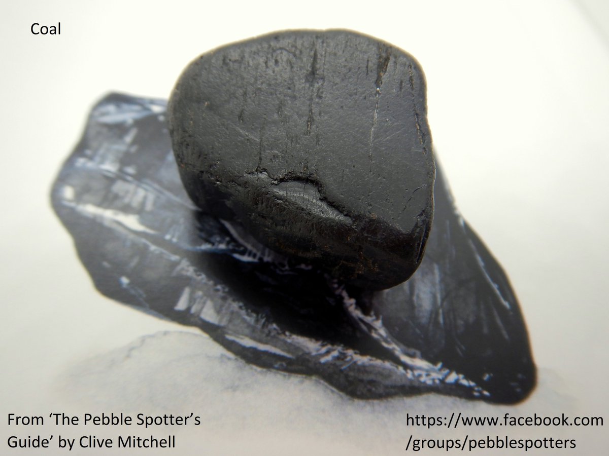 CliveBGS's tweet photo. Coal - the fuel of the industrial revolution often turns up on beaches across the UK from outcrops of coal on the coast and under the sea - this pebble, which features in 'The Pebble Spotter's Guide', was found on the beach at Staithes, North Yorkshire #PebbleSpotting #28Pebbles https://t.co/W4CsdsC2uY