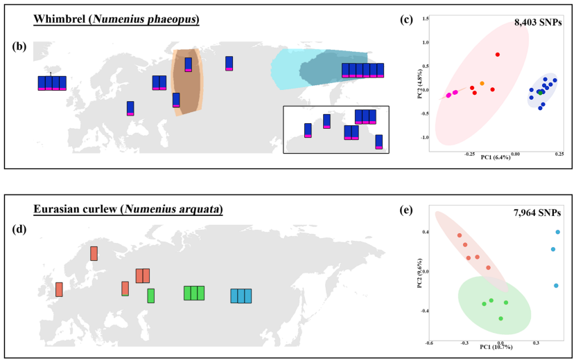 avianevo's tweet photo. Uncovering corridors and barriers to gene flow in two Palearctic shorebirds with different habitat preferences and how this sheds light on their present-day population structure: 
https://t.co/6Yzd2cBCTY
@taaanhuizhen https://t.co/FgGSHABHyc