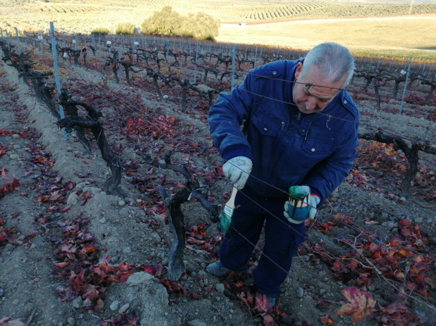 👌🏼🍇 Así cuidan los técnicos y técnicas del #Ifapa las cepas para obtener los mejores resultados en los ensayos de vid. 

ℹ️Después de la poda, sellan los cortes para prevenir enfermedades de madera.

📷: <a href="/IfapaTRANSVITI/">VITIVINICULTURA IFAPA Cabra</a>

#IFAPAlideraysuma 
<a href="/AndaluciaJunta/">Junta de Andalucía</a>
