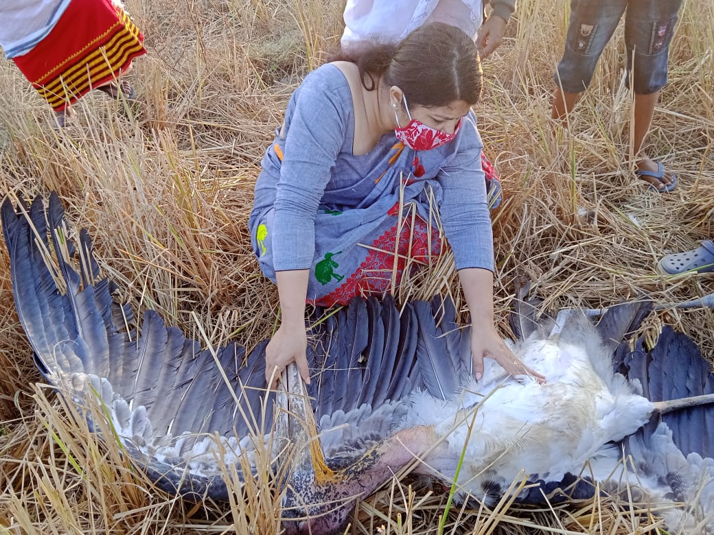StorkSister's tweet photo. In a devastating incident, an adult  Greater Adjutant Stork ( Hargila ) bird died due to electrocution near a nesting colony in Dadara village today. May it rest in peace! https://t.co/AisyUqvGs1