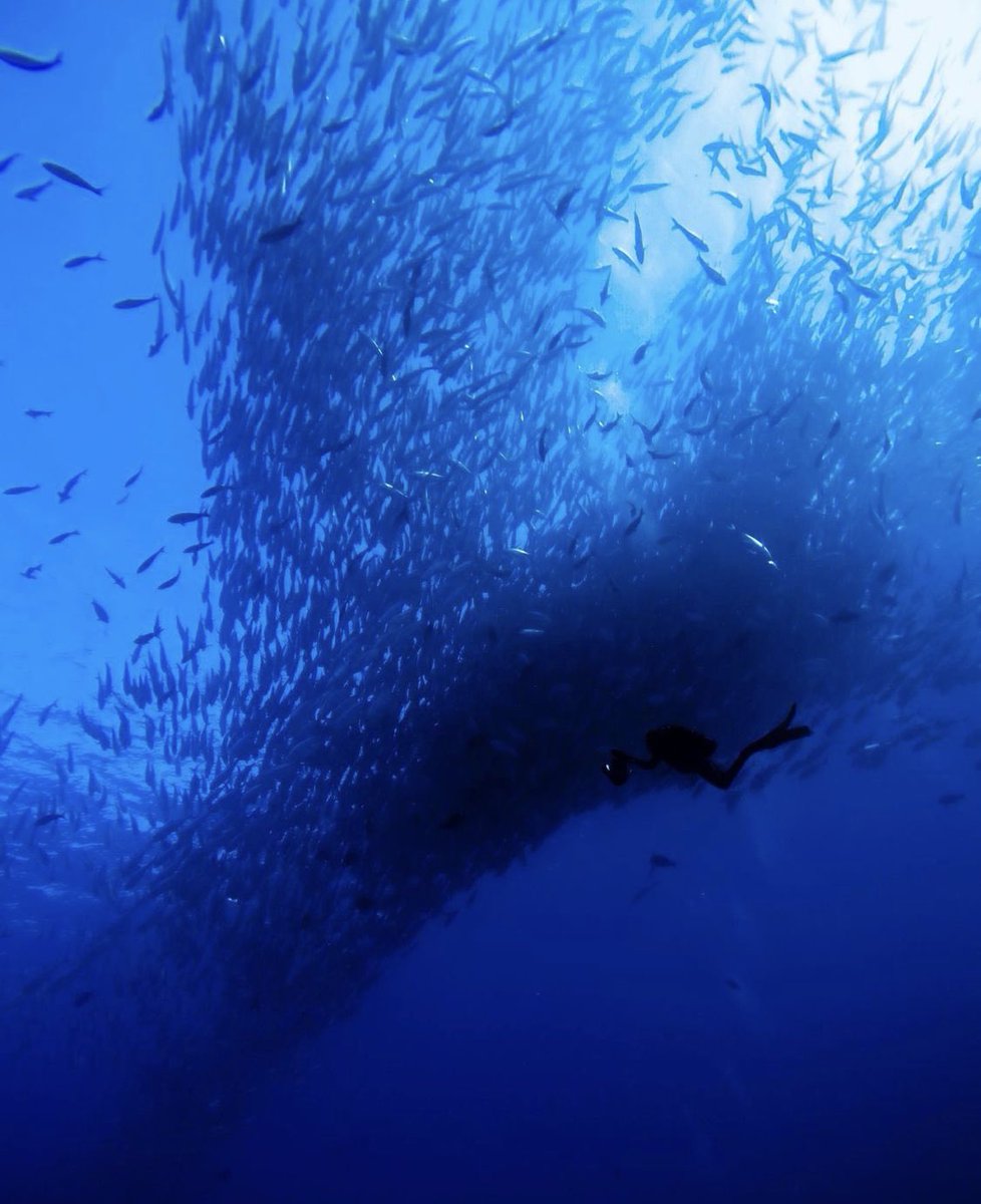 🤩En el Parque Nacional Cabo Pulmo se encuentra el arrecife de coral más grande del Golfo de California, con gran diversidad de fauna y belleza inigualable, lo cual lo convierte en Área Natural Protegida.

📷 @jorge.kuxtal