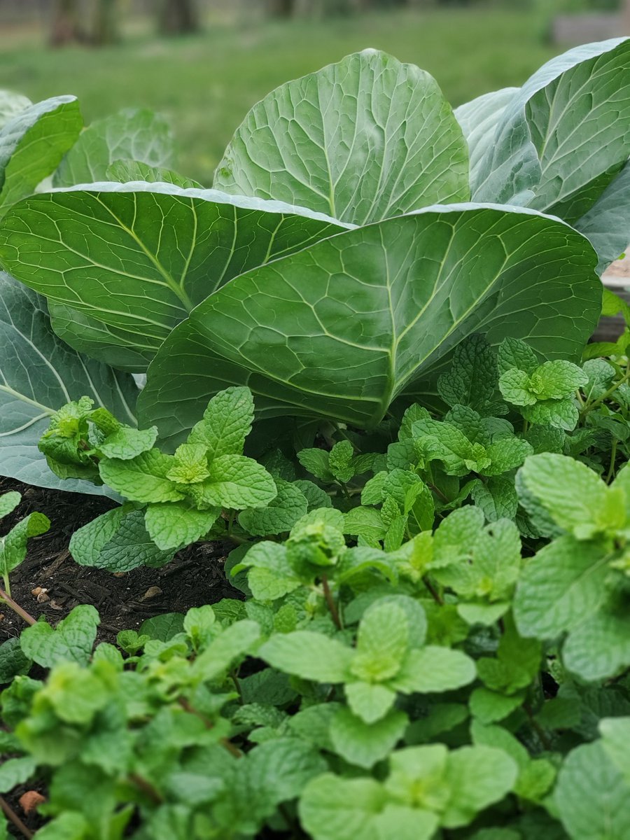 HMS_ag's tweet image. Ag is one of those subjects that equalizes the playing field. All of my students are able to excel. #HarvestSeason #igettoserve #agriculture #beachangeagent #EducationForAll #greenspaces @HollandHISD @HISDMiddleSchls @HISD @monreal_sonya