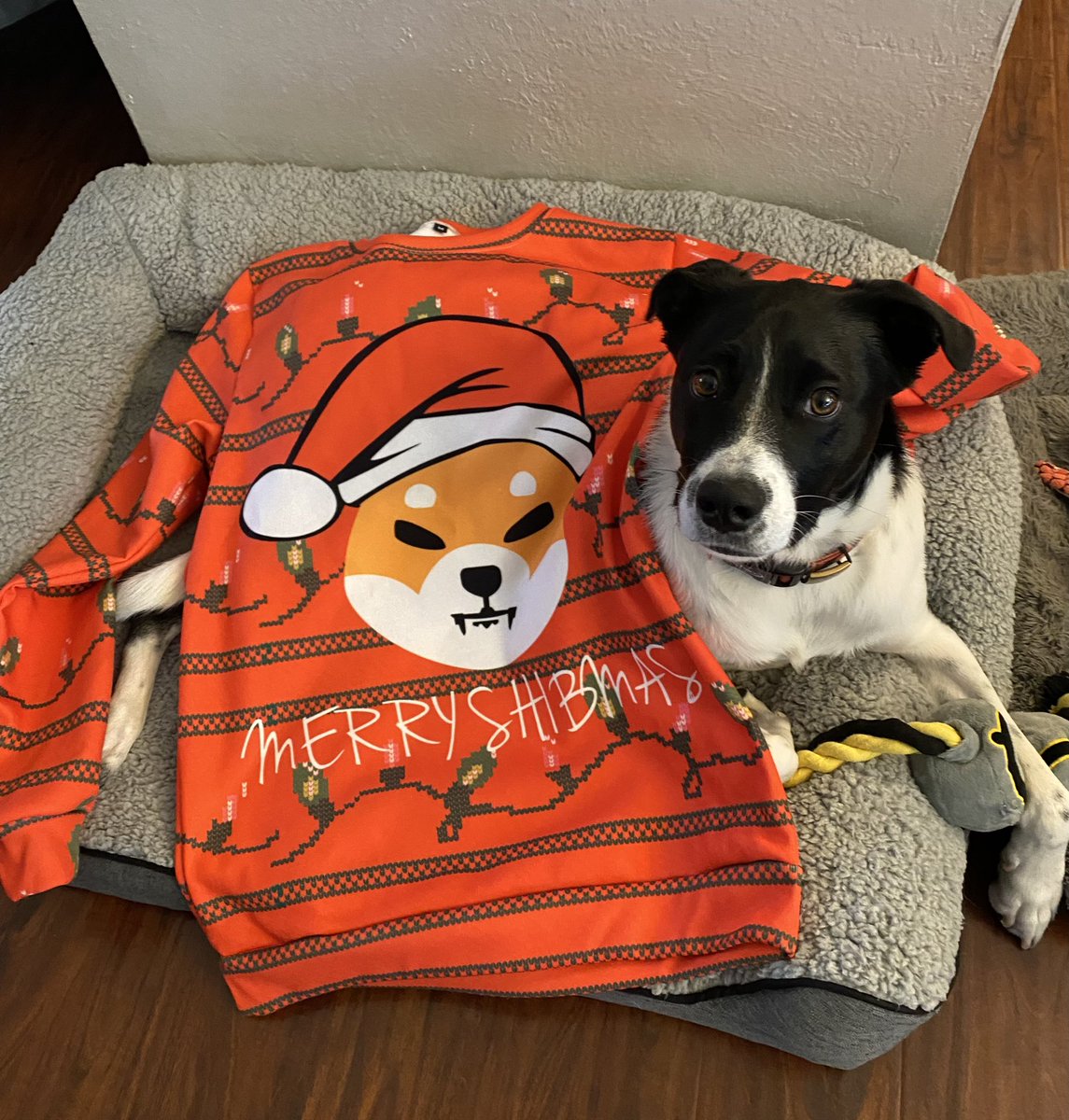 NickParton85's tweet photo. Merry Shibmas!  Greatest sweater party outfit has arrived.  Thanks @biggerent .  Fun community to be a part of - let’s burn that shib.  🔥 https://t.co/FmcAzf41CL
