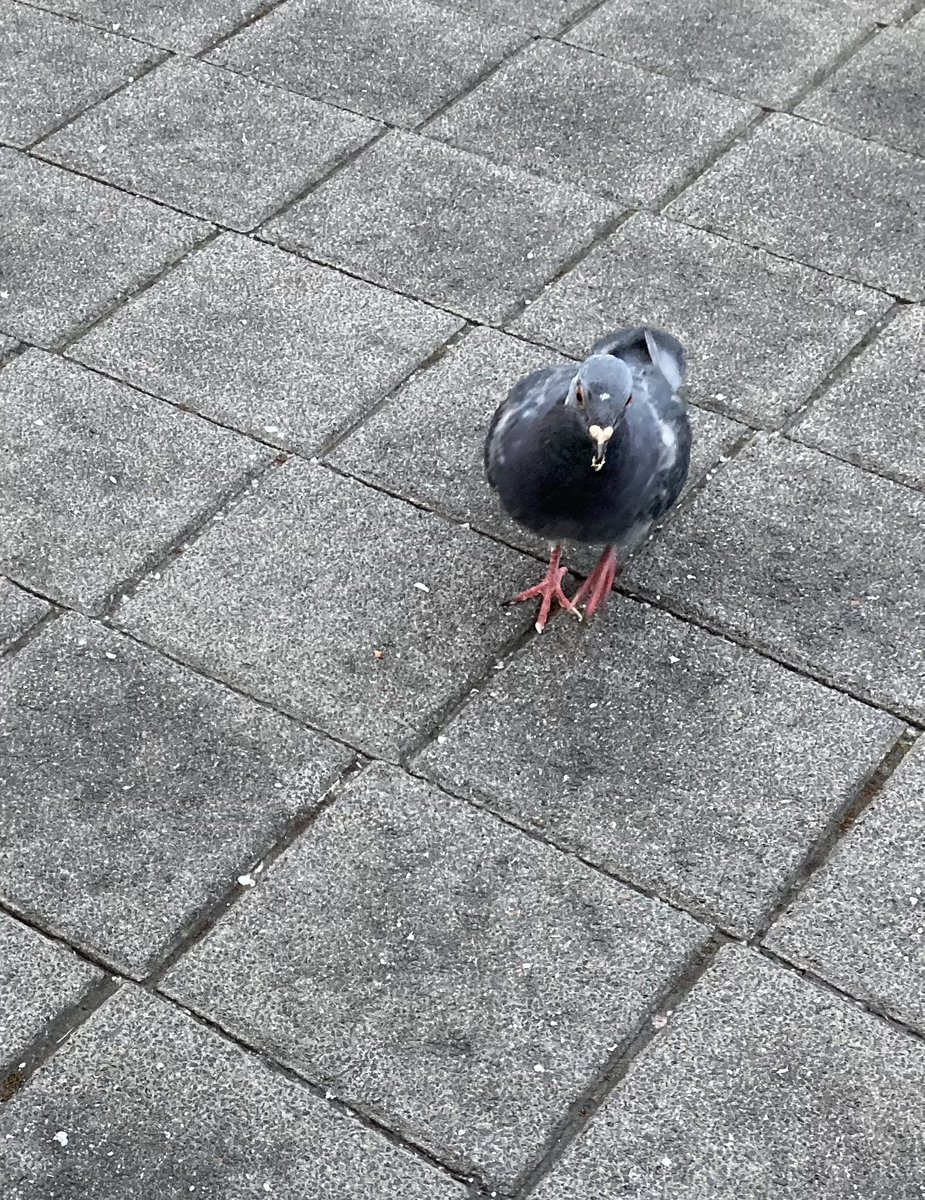 owenclark3's tweet photo. Um, I don’t want to embarrass you, but there’s something stuck on your beak #pigeon #cheesepuff https://t.co/JtBIFi4VyS