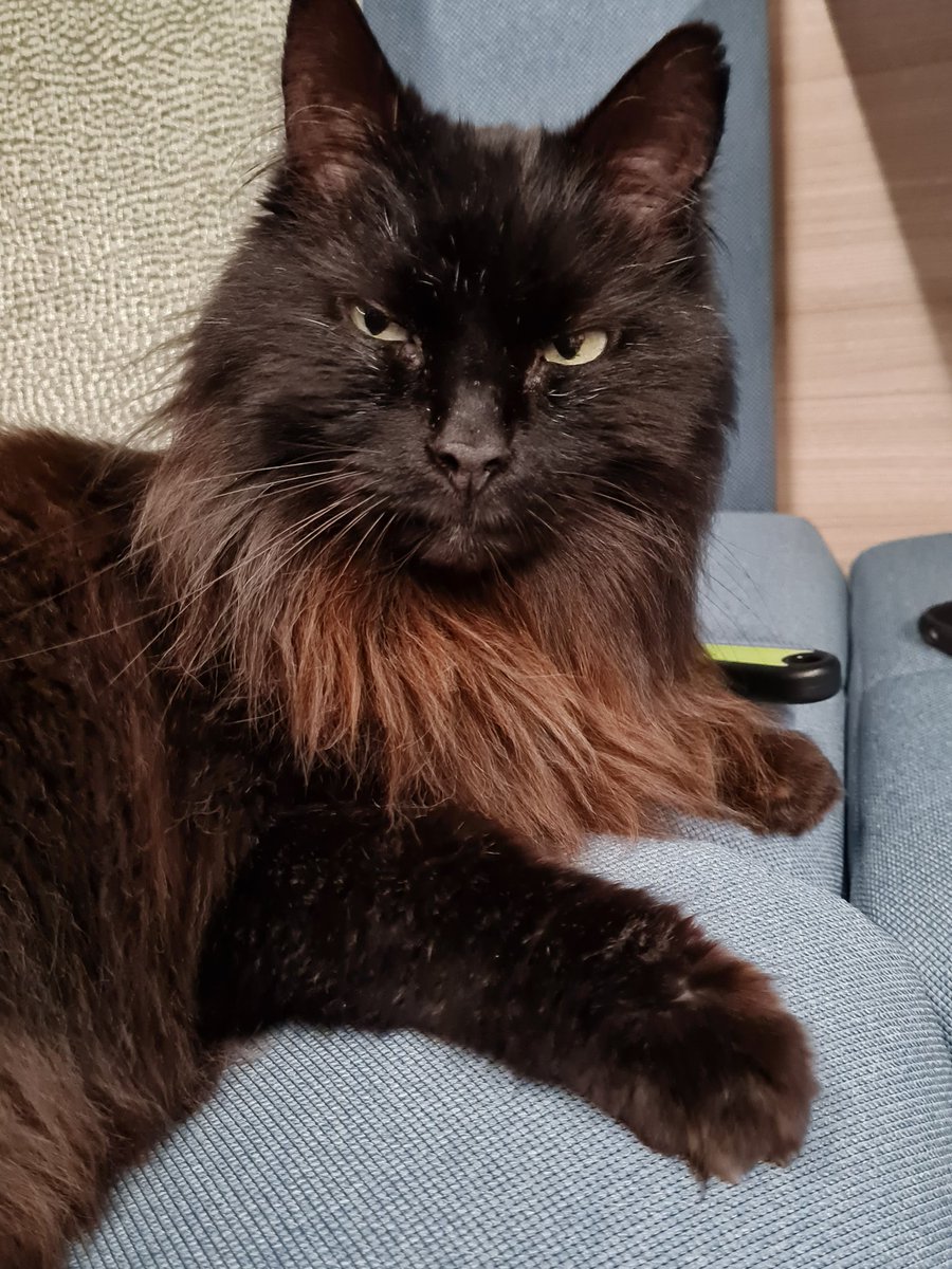PopstheCat1's tweet photo. Muffy: #tunagate update. I don't like #nottuna; I'm not fussed about #tuna; but I do really like #tunainthewrongpacket https://t.co/cgBADnVfXx