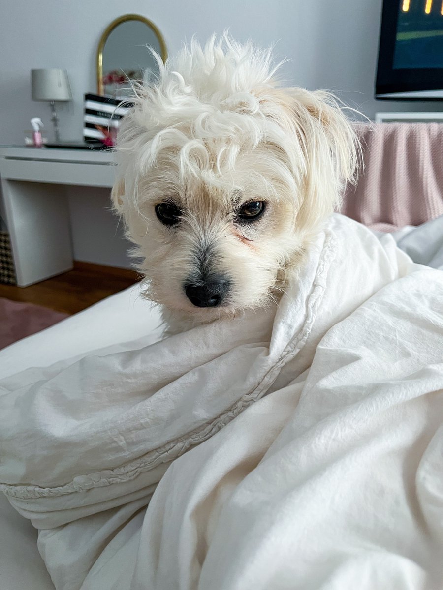 Maxi tweet media